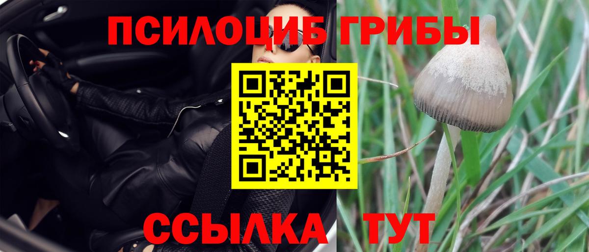 Бирск  даркнет сайт  Вход с VPN  Галлюциногенные грибы Psilocybine cubensis 